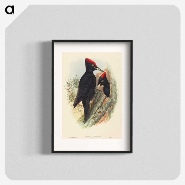 3-41_John-Gould_blk