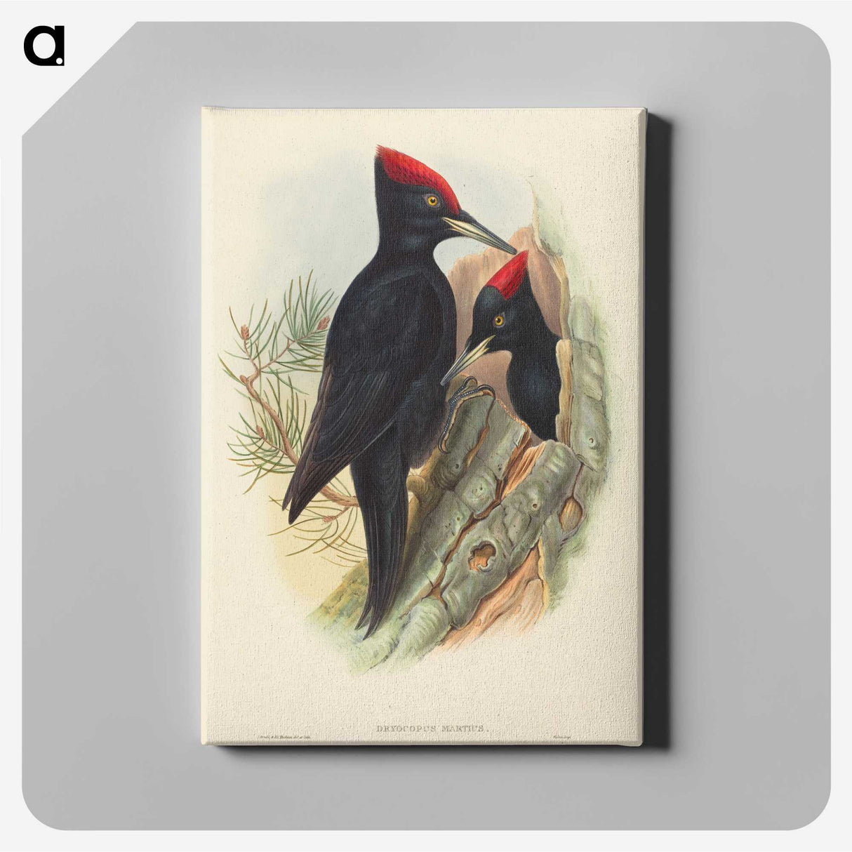 3-41_John-Gould_canvas