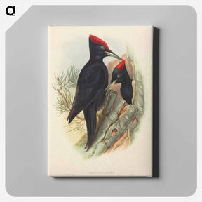 アートパネル-Great Black Woodpecker
 - ジョン グールド Canvas.