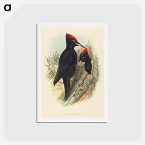 アートポストカード-Great Black Woodpecker
 - ジョン グールド Postcard.