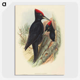 3-41_John-Gould_picture-crop