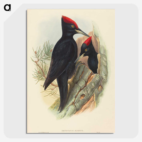 3-41_John-Gould_picture-crop