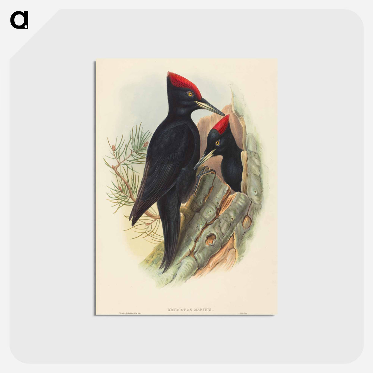 アートポストカード-Great Black Woodpecker
 - ジョン グールド Postcard.