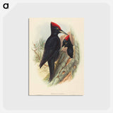 アートポストカード-Great Black Woodpecker
 - ジョン グールド Postcard.