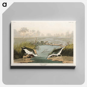 アートパネル-Spotted Sandpiper
 - ジョン ジェームス オーデュボン Canvas.