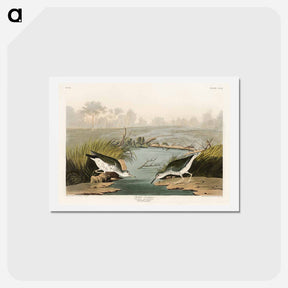 アートポストカード-Spotted Sandpiper
 - ジョン ジェームス オーデュボン Postcard.