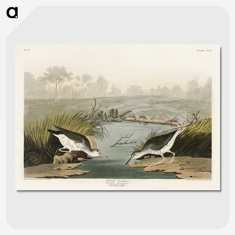 3-41_John-James-Audubon_picture-crop