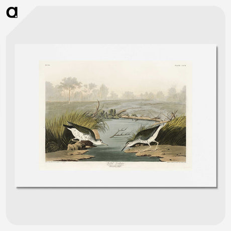 3-41_John-James-Audubon_picture
