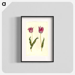 アートポスター-Tulipa Gesneriana
 - マリア ジビーラ メーリアン Poster.