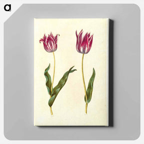 アートパネル-Tulipa Gesneriana
 - マリア ジビーラ メーリアン Canvas.