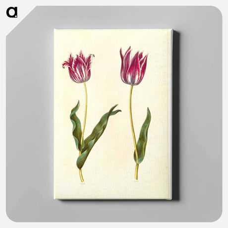 アートパネル-Tulipa Gesneriana
 - マリア ジビーラ メーリアン Canvas.