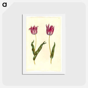 アートポストカード-Tulipa Gesneriana
 - マリア ジビーラ メーリアン Postcard.