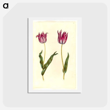 アートポストカード-Tulipa Gesneriana
 - マリア ジビーラ メーリアン Postcard.