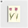 3-41_Maria-Sibylla-Merian_memo
