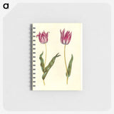 3-41_Maria-Sibylla-Merian_memo