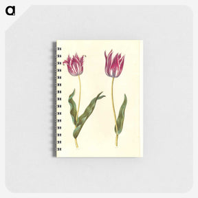3-41_Maria-Sibylla-Merian_memo