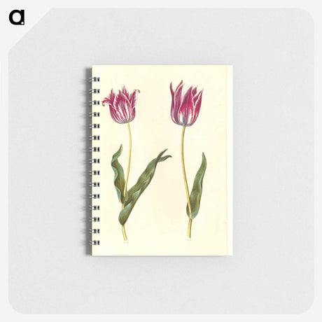 3-41_Maria-Sibylla-Merian_memo