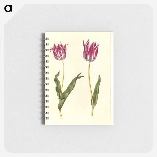 3-41_Maria-Sibylla-Merian_memo