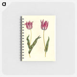 アートメモ帳-Tulipa Gesneriana
 - マリア ジビーラ メーリアン Memo.
