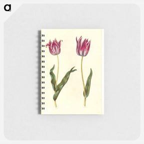 アートメモ帳-Tulipa Gesneriana
 - マリア ジビーラ メーリアン Memo.
