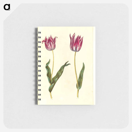 アートメモ帳-Tulipa Gesneriana
 - マリア ジビーラ メーリアン Memo.
