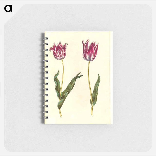 アートメモ帳-Tulipa Gesneriana
 - マリア ジビーラ メーリアン Memo.