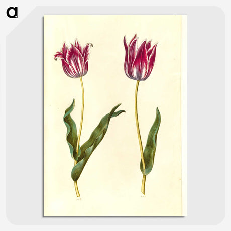 3-41_Maria-Sibylla-Merian_picture-crop