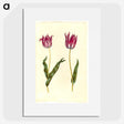 3-41_Maria-Sibylla-Merian_picture