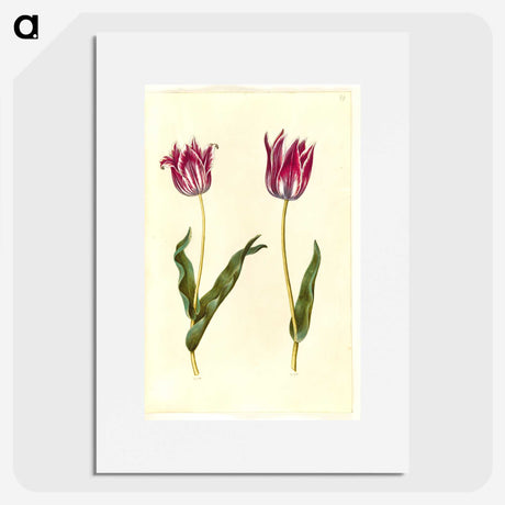 3-41_Maria-Sibylla-Merian_picture
