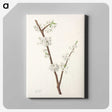 3-41_Mary-Vaux-Walcott_canvas