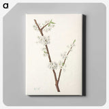 3-41_Mary-Vaux-Walcott_canvas