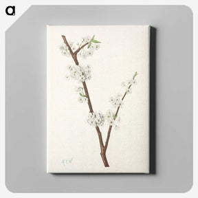 3-41_Mary-Vaux-Walcott_canvas