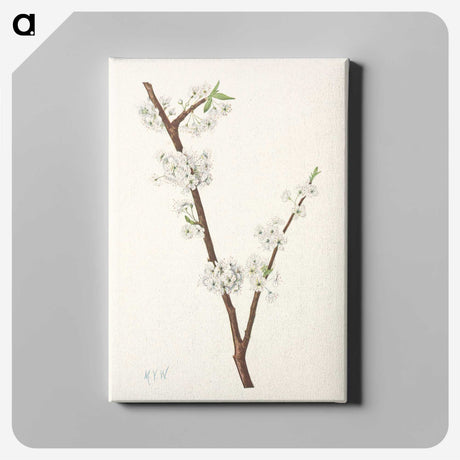 3-41_Mary-Vaux-Walcott_canvas
