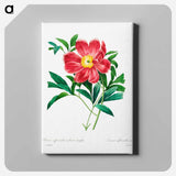 アートパネル-Red peony - ピエール ジョゼフ ルドゥーテ Canvas.
