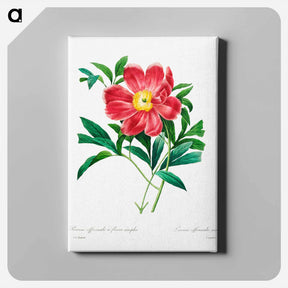 アートパネル-Red peony - ピエール ジョゼフ ルドゥーテ Canvas.