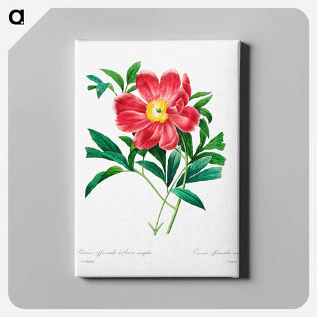 アートパネル-Red peony - ピエール ジョゼフ ルドゥーテ Canvas.