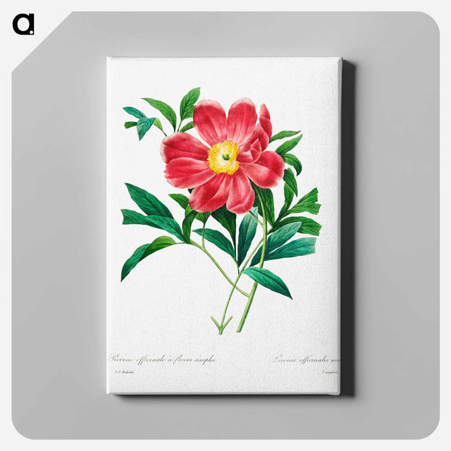 アートパネル-Red peony - ピエール ジョゼフ ルドゥーテ Canvas.