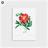 アートポストカード-Red peony - ピエール ジョゼフ ルドゥーテ Postcard.