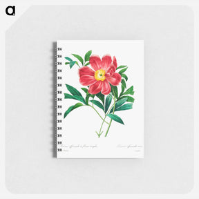 アートメモ帳-Red peony - ピエール ジョゼフ ルドゥーテ Memo.