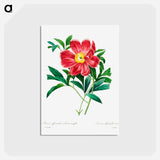 アートポストカード-Red peony - ピエール ジョゼフ ルドゥーテ Postcard.