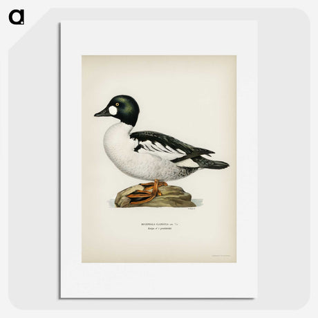3-41_Svenska-Faglar_picture