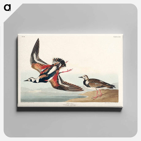 アートパネル-Turn-stone from Birds of America
 - アメリカの鳥たち Canvas.