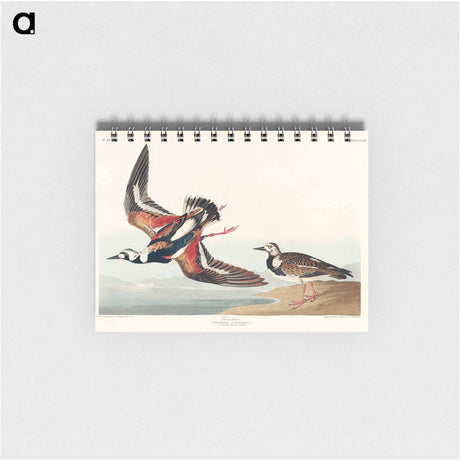 アートメモ帳-Turn-stone from Birds of America
 - アメリカの鳥たち Memo.
