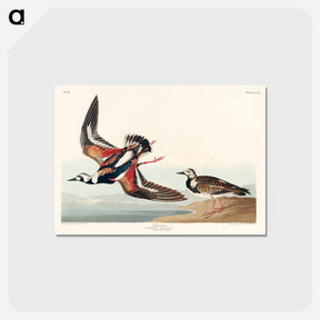 アートポストカード-Turn-stone from Birds of America
 - アメリカの鳥たち Postcard.