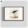 アートポスター-Banded Stilt
 - オーストラリアの鳥 Poster.
