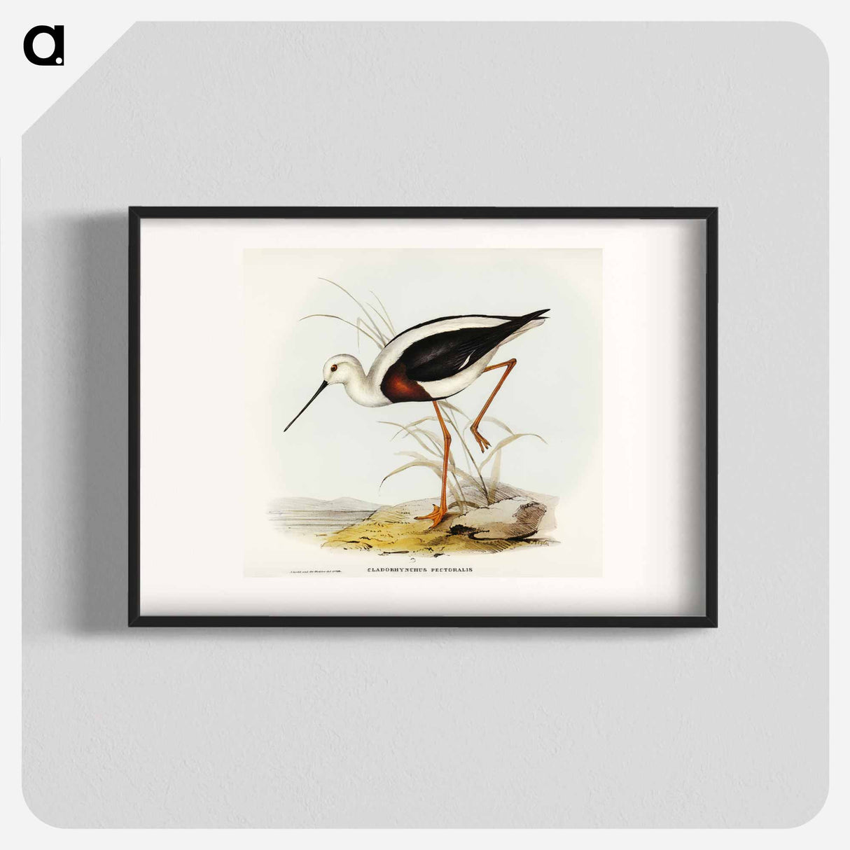 アートポスター-Banded Stilt
 - オーストラリアの鳥 Poster.