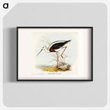 アートポスター-Banded Stilt
 - オーストラリアの鳥 Poster.