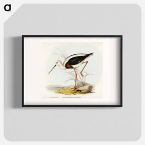 アートポスター-Banded Stilt
 - オーストラリアの鳥 Poster.