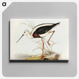 アートパネル-Banded Stilt
 - オーストラリアの鳥 Canvas.