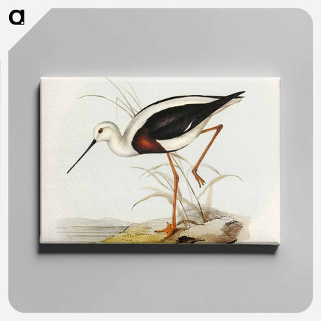 アートパネル-Banded Stilt
 - オーストラリアの鳥 Canvas.